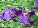 Iris Bearded Purple 1